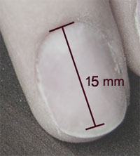 Nagelbett Modell